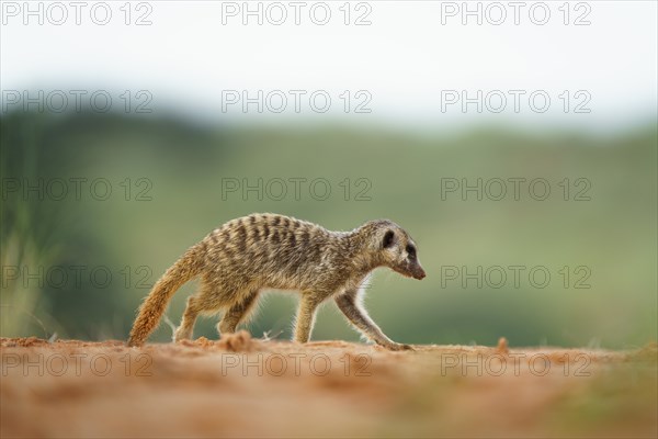 Meerkat