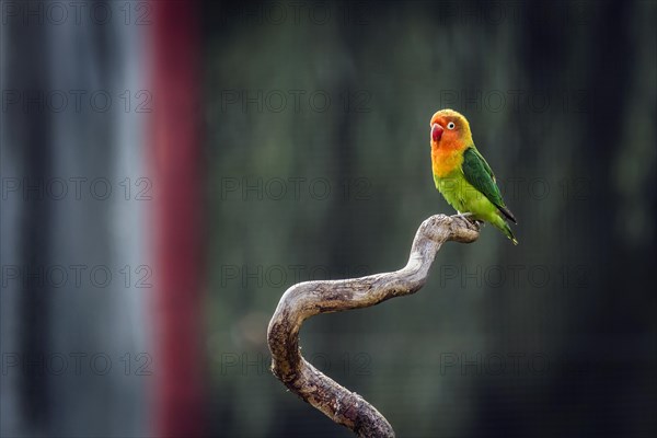 Single peachhead, fisherman's lovebird