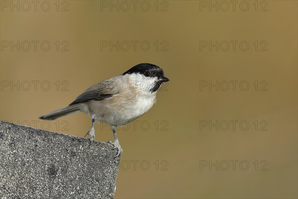 Marsh tit