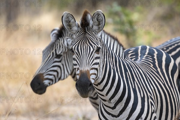 Plains Zebra of the subspecies crawshay's zebra