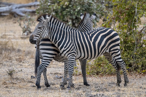 Plains Zebra of the subspecies crawshay's zebra