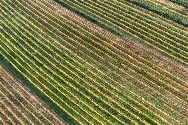 Autumn landscape with vineyard, aerial view, Weinviertel, Hadres, Lower Austria, Austria, Europe