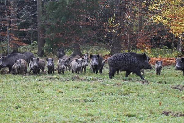 Wild boar