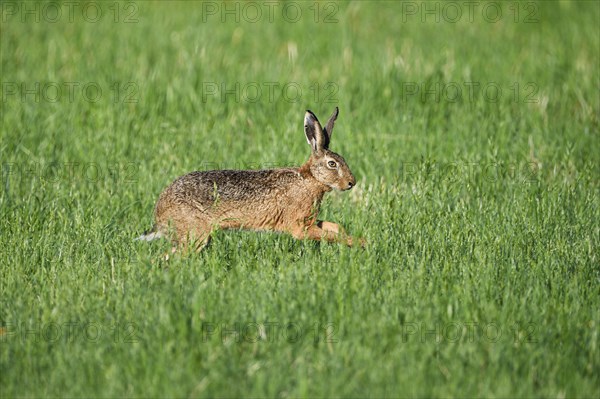 European brown hare