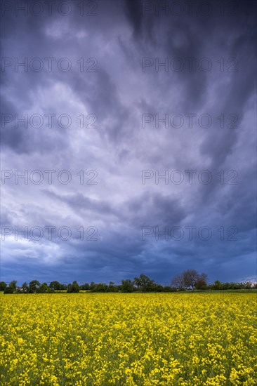 Landscape in spring, a yellow flowering rape field in the evening with dramatic cloudy sky, Baden-Wuerttemberg, Germany, Europe
