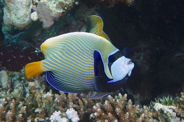 Emperor angelfish