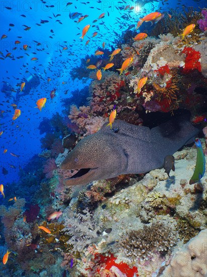 Giant Moray