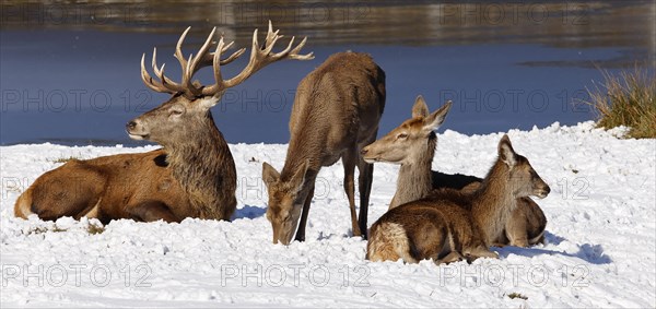 Red deer