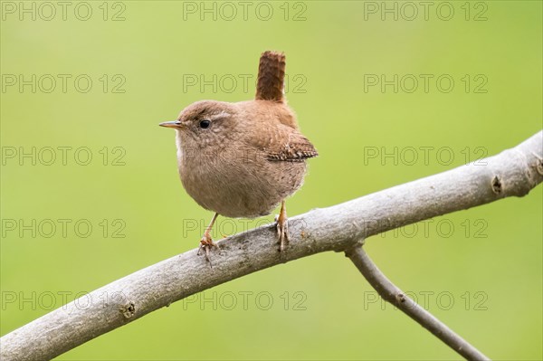 Eurasian wren