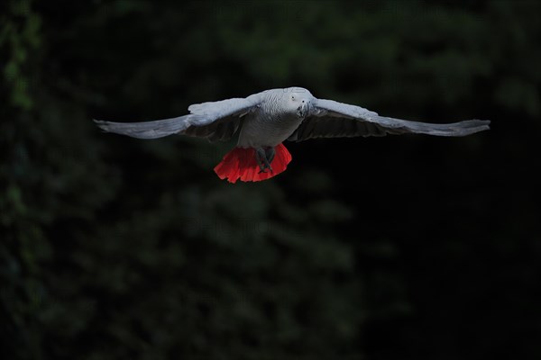 Grey parrot