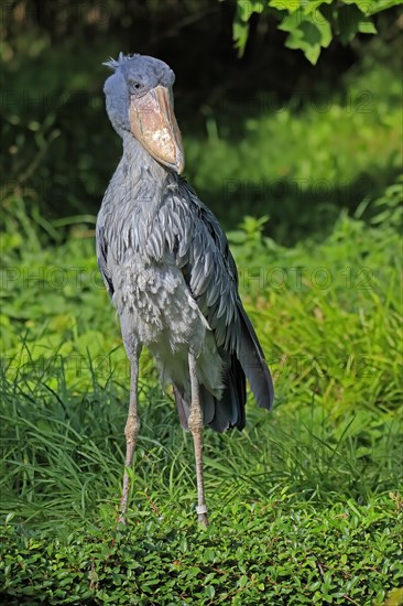 Shoebill