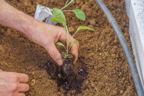 Close-up of the hands of a farmer planting a small cucumber plant in an organic vegetable garden