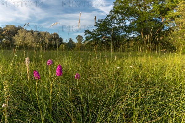 Pyramidal orchid in a meadow in spring. Alsace, France, Europe