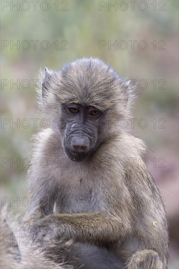 Olive baboon