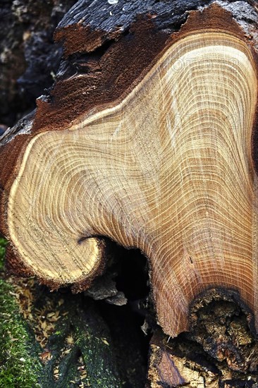 Tree pruning, annual rings, Germany, Europe