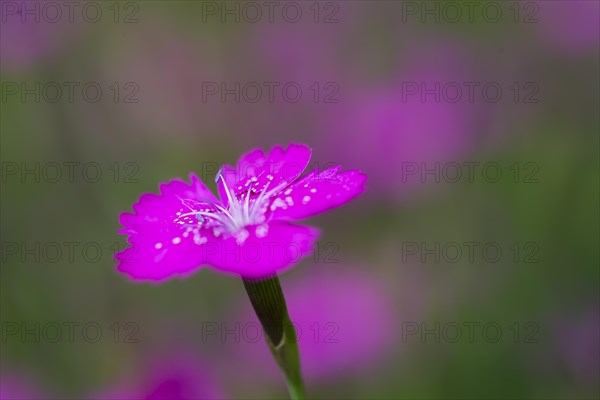 Maiden pinks