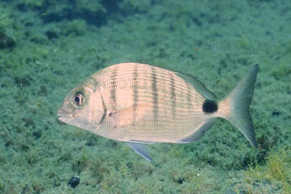 White seabream