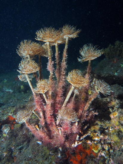 Mediterranean fanworm