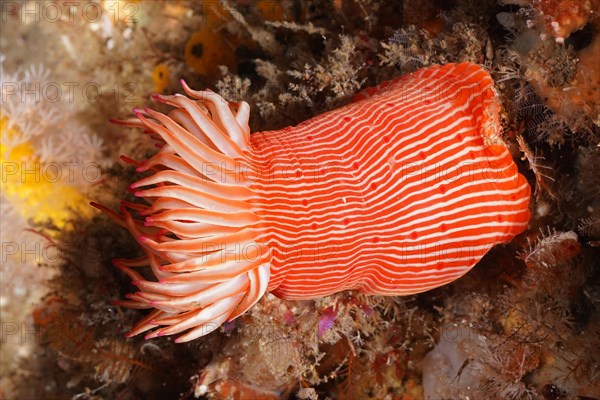 Candy Cane Anemone