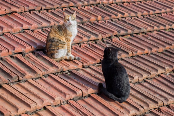 Another portrait of the homeless street cats on the roof