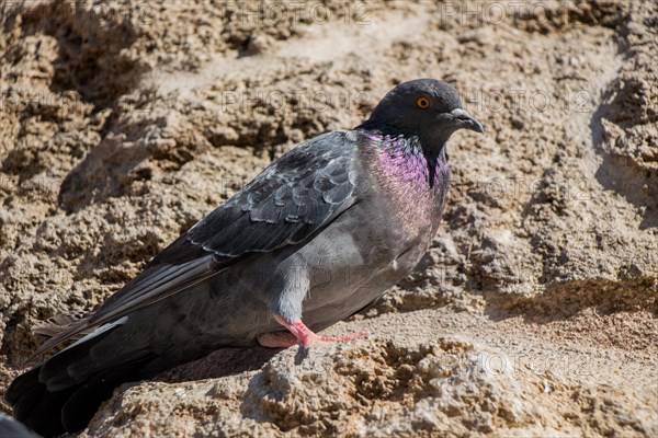 Single pigeon sitting on a rock background