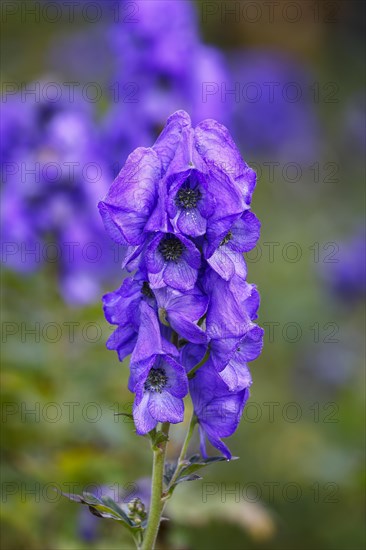 Monkshood