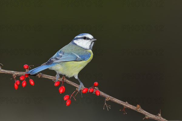 Blue Tit