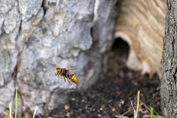 European hornet