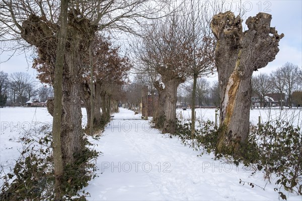 Cultural Monument Kloppendiek, The Kloppendiek, a path with centuries-old oaks, presumably the old processional route of the Catholics who went on pilgrimage from Groenlo and Eibergen in the Netherlands to the church of St. Francis in Zwillbrock in Germany, as the path extends to the Dutch border, Zwillbrock, Muensterland, North Rhine-Westphalia, Germany, Europe