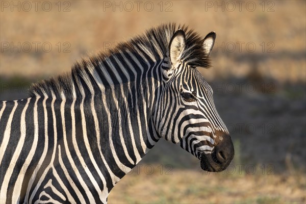 Plains Zebra of the subspecies crawshay's zebra