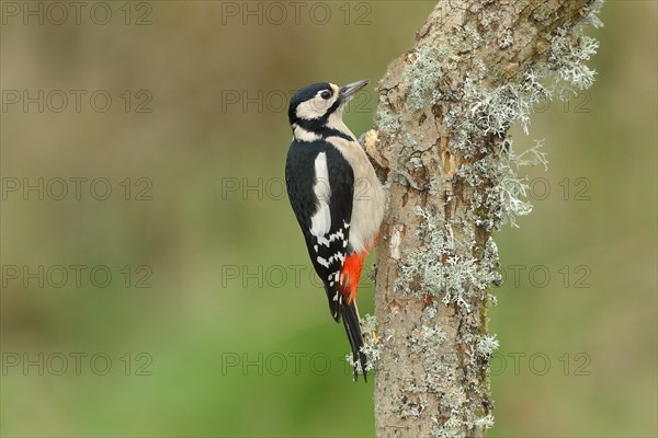 Great spotted woodpecker