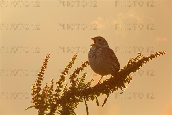 Corn Bunting