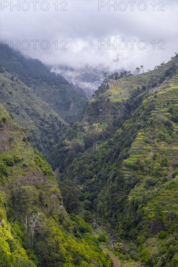 Levada do Moinho, gorge near Ponta do Sol, Madeira, Portugal, Europe