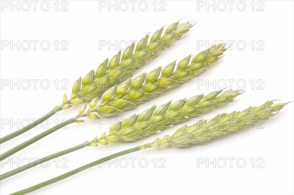 Green Wheat bouquet border, isolated on white background