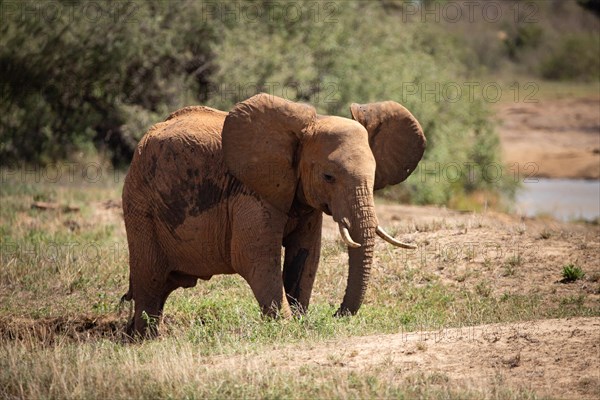 A beautiful young elephant roaming the savannah. Beautifully detailed shot of the elephant in search of food and water. The famous red elephants in the gene of Tsavo West National Park, Kenya, Africa