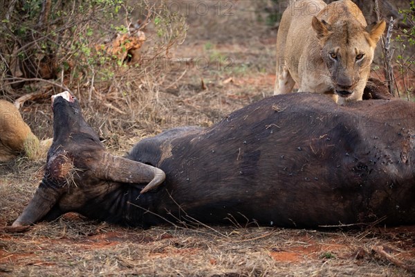 A lion eats a previously hunted water buffalo in the savannah. Beautiful detailed image of a female lion in Tsavo East National Park, Kenya, East Africa, Africa