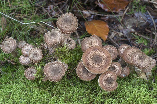 Honey funguses