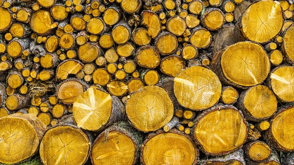 Sun-dried firewood, Alpe di Siusi, Val Gardena, Dolomites, South Tyrol, Italy, Europe