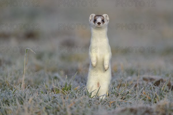 Stoat