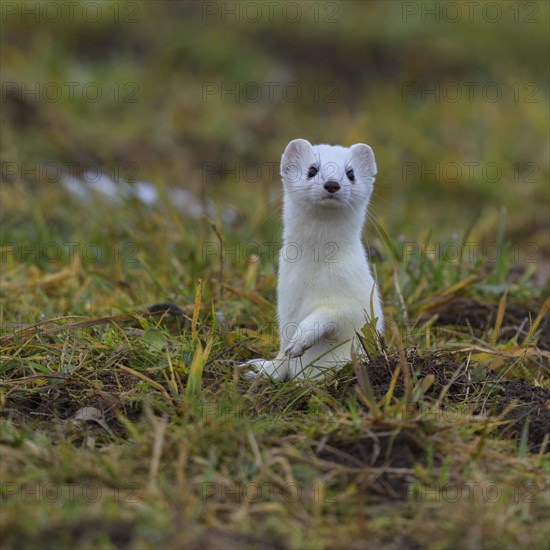 Stoat