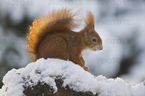 Eurasian red squirrel