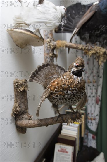 Hunting trophies in a hunting lodge, Styria, Austria, Europe