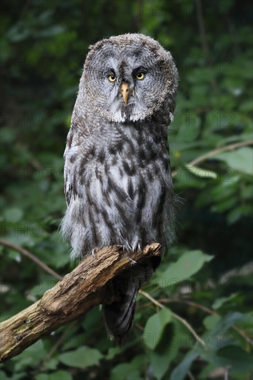 Great Grey Owl