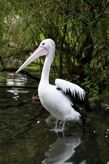 Australian pelican