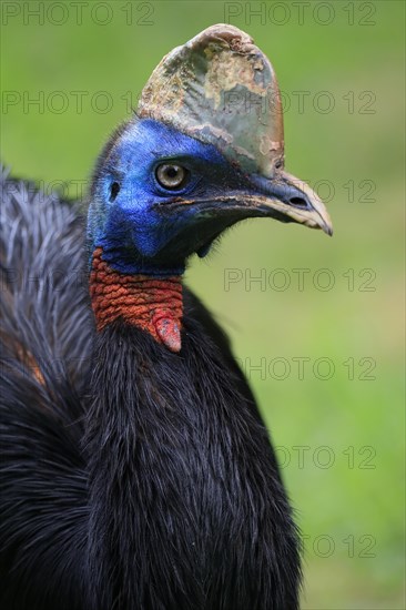 Northern cassowary