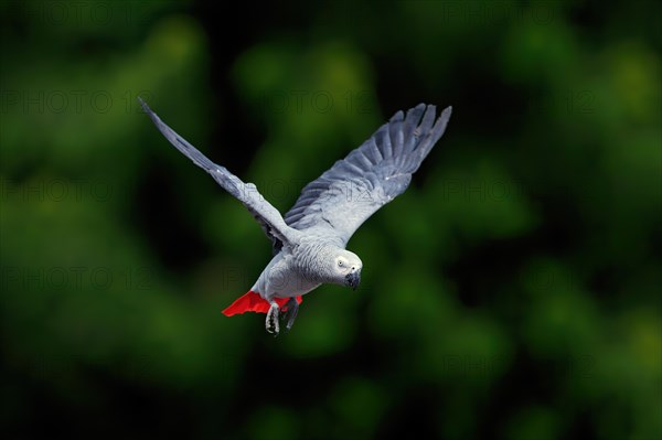 Grey parrot