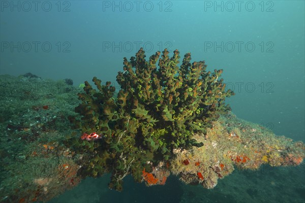 Green tree coral