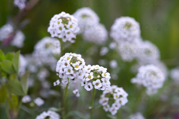 Alyssum