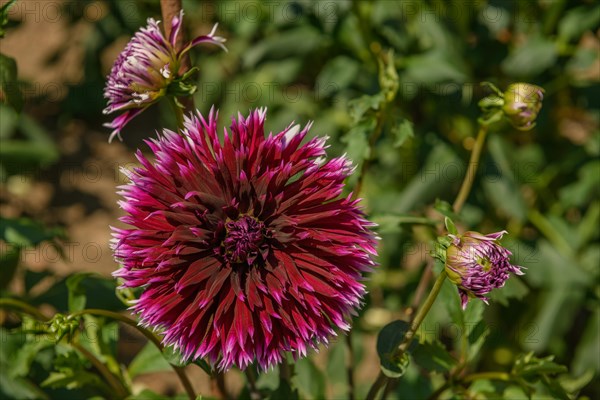 Dahlia flowers growing in a French garden park. Selestat, Alsace, France, Europe