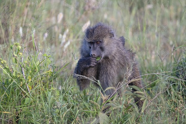 Olive baboon